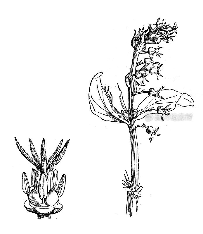 古董植物学插图： 科里亚里亚 ・ 默蒂福利亚， 重杜尔
